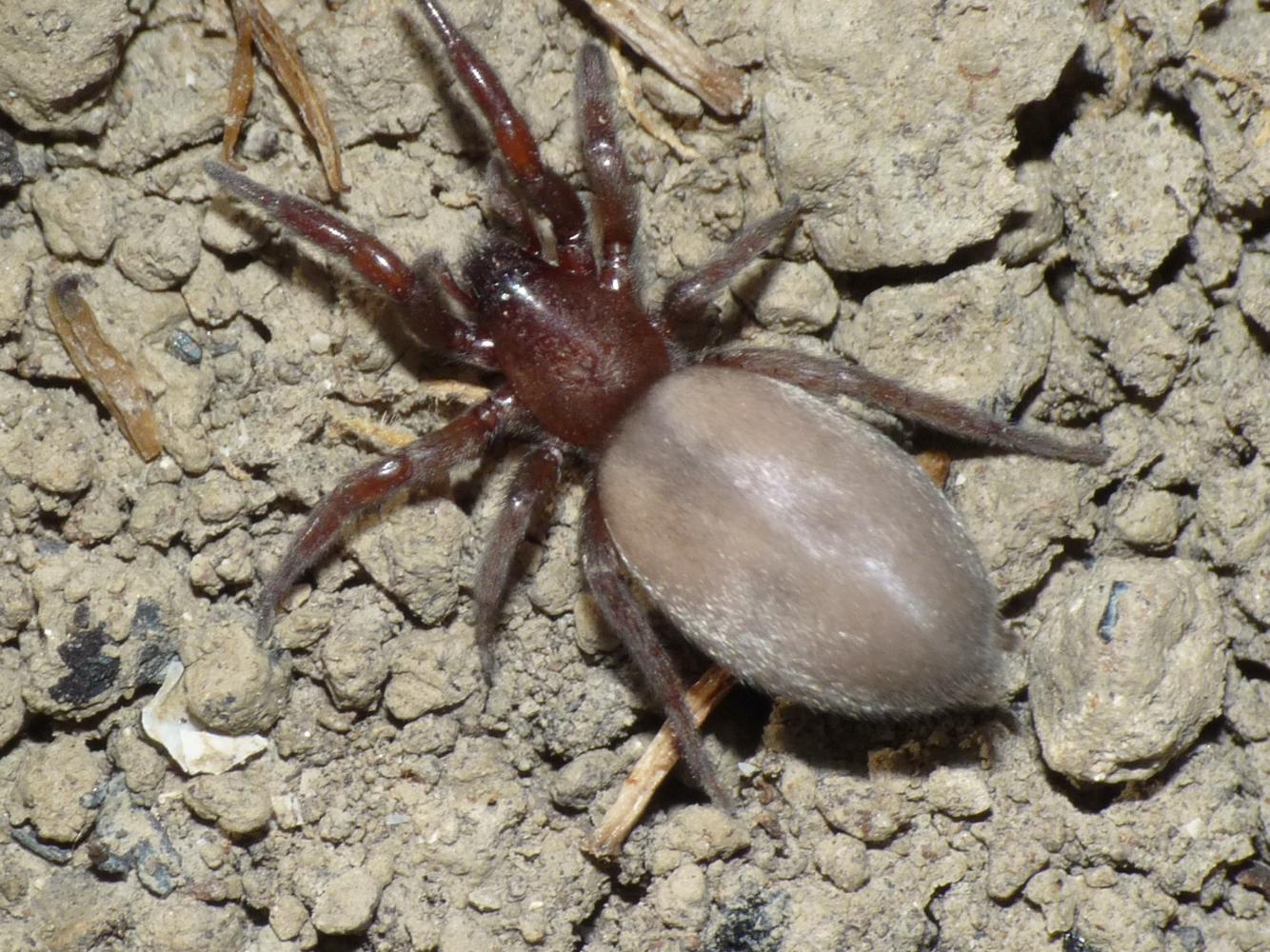 Scotophaeus blackwalli - C. Maggiore (BO)